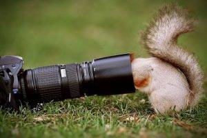 Squirrel looking camera lens