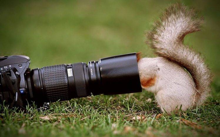 Squirrel looking camera lens HD Wallpaper Desktop Background