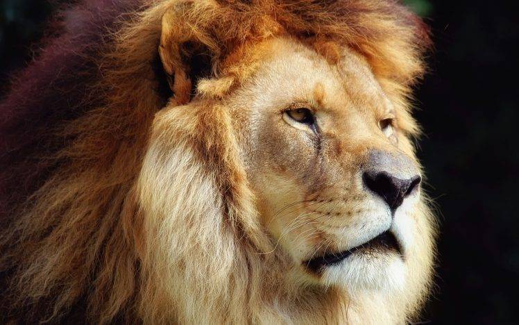 Amazing Lion Face Wallpapers HD / Desktop and Mobile Backgrounds