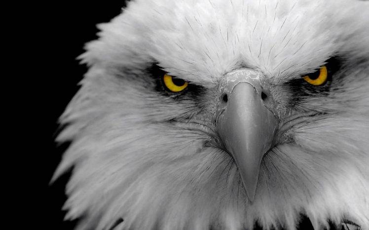 Angry Eagles HD Wallpaper Desktop Background
