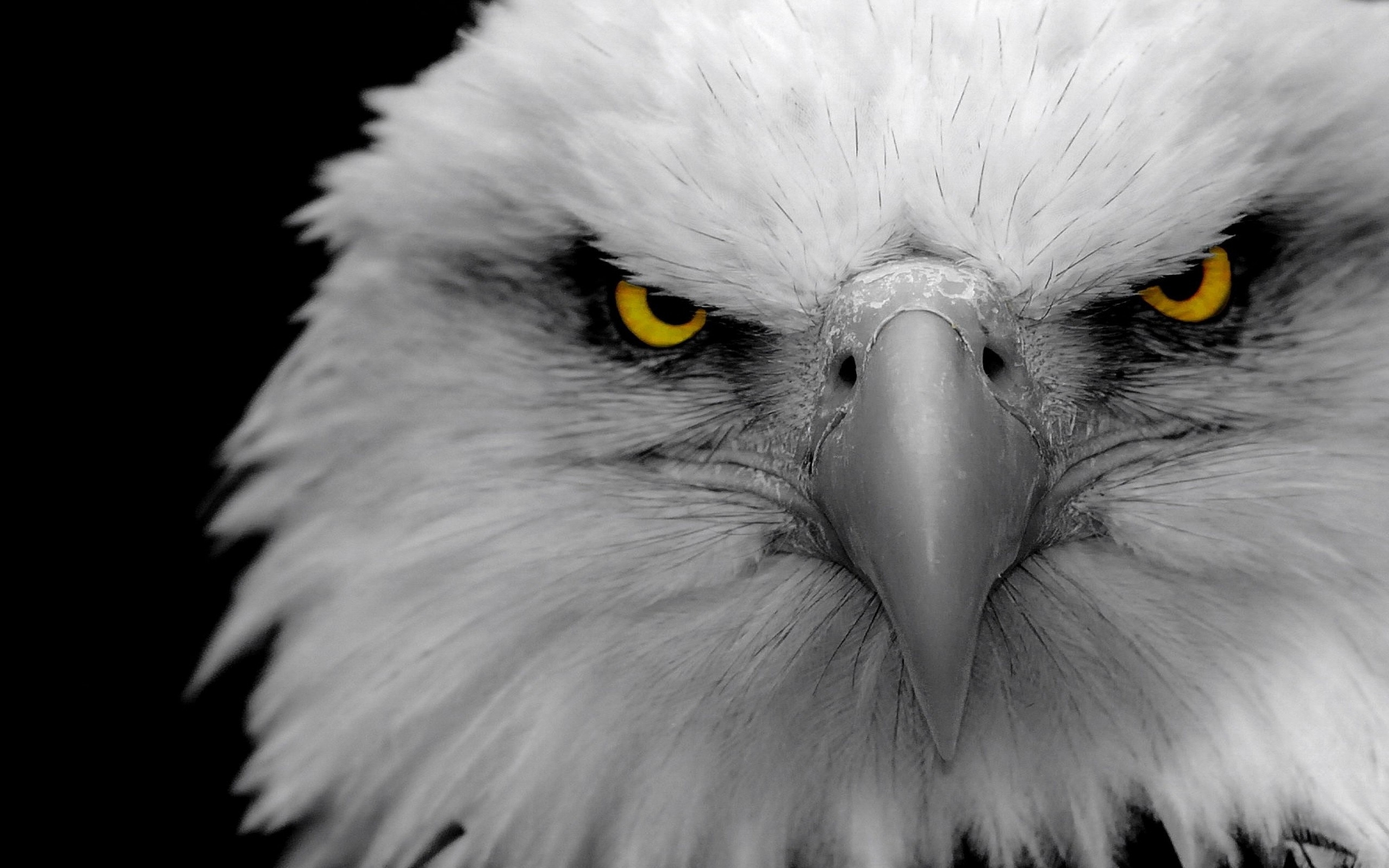 Angry Eagles Wallpaper