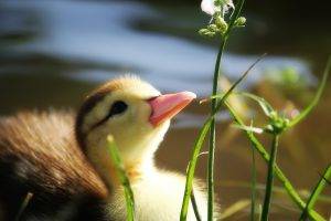 Baby Duck In Grass