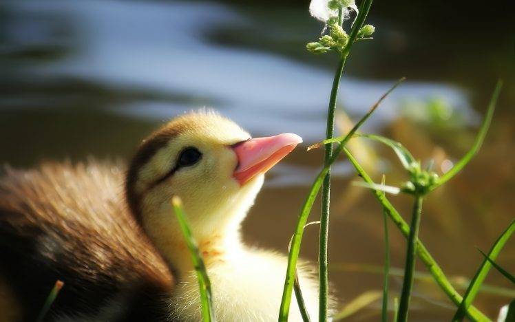 Baby Duck In Grass HD Wallpaper Desktop Background