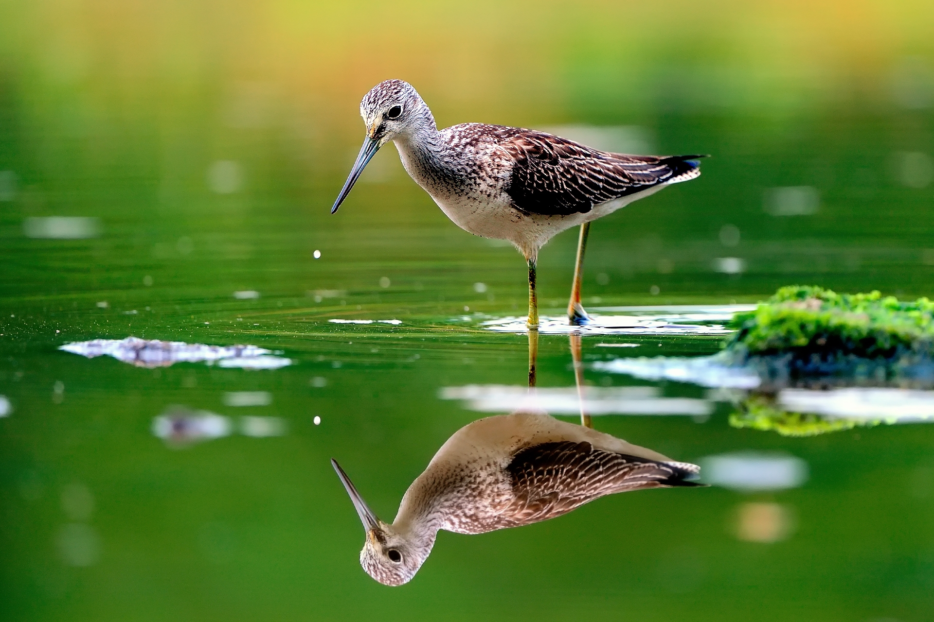 Bird drink water in lake Wallpaper