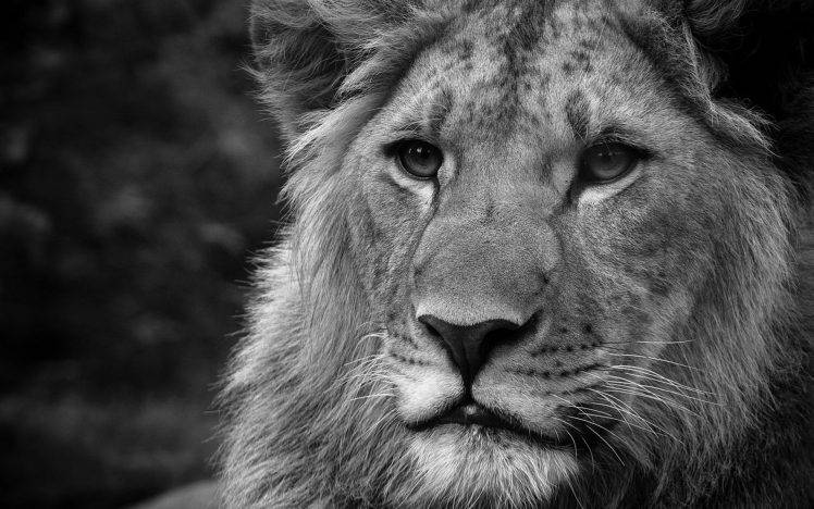 Black and white lions Wallpapers HD / Desktop and Mobile ...