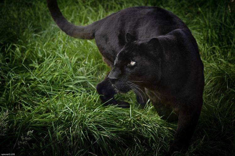 Black panther wild life HD Wallpaper Desktop Background