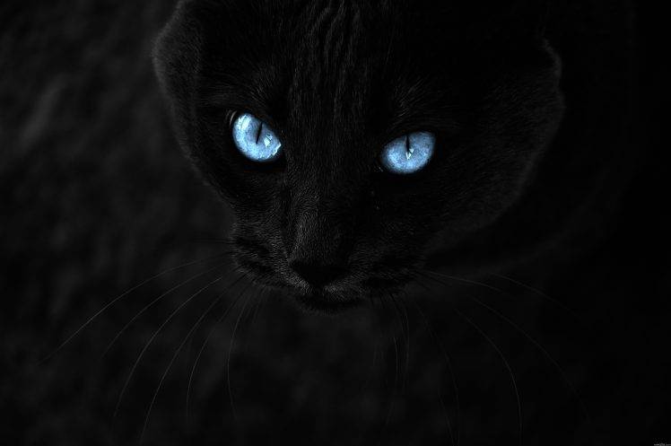 Blue Cats Eyes HD Wallpaper Desktop Background