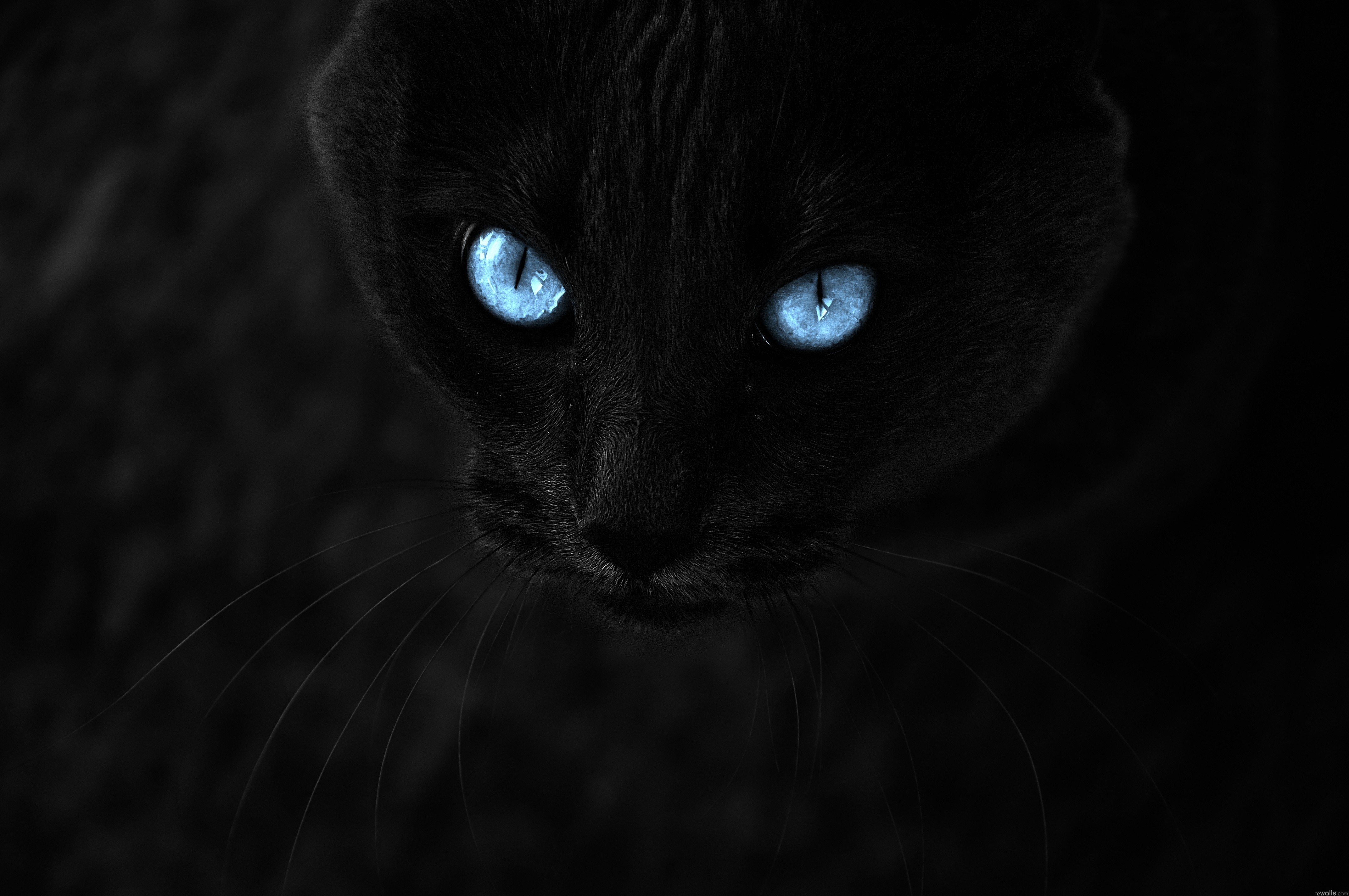 Blue Cats Eyes Wallpaper