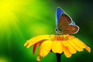 Butterfly Insect Yellow Flower