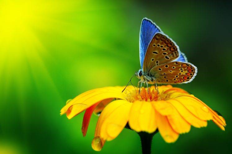 Butterfly Insect Yellow Flower HD Wallpaper Desktop Background