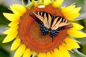 Butterfly on Sunflowers