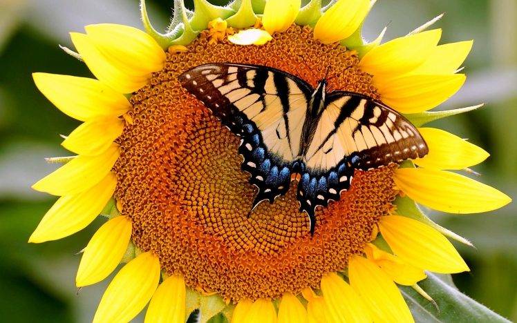 Butterfly on Sunflowers HD Wallpaper Desktop Background
