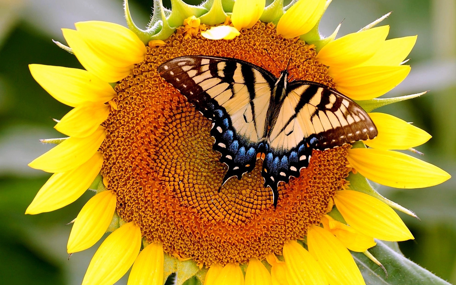 Butterfly on Sunflowers Wallpapers HD / Desktop and Mobile Backgrounds