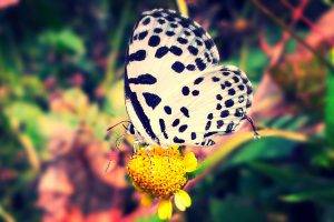 Butterfly on the yellow flower