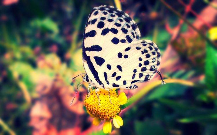 Butterfly on the yellow flower HD Wallpaper Desktop Background