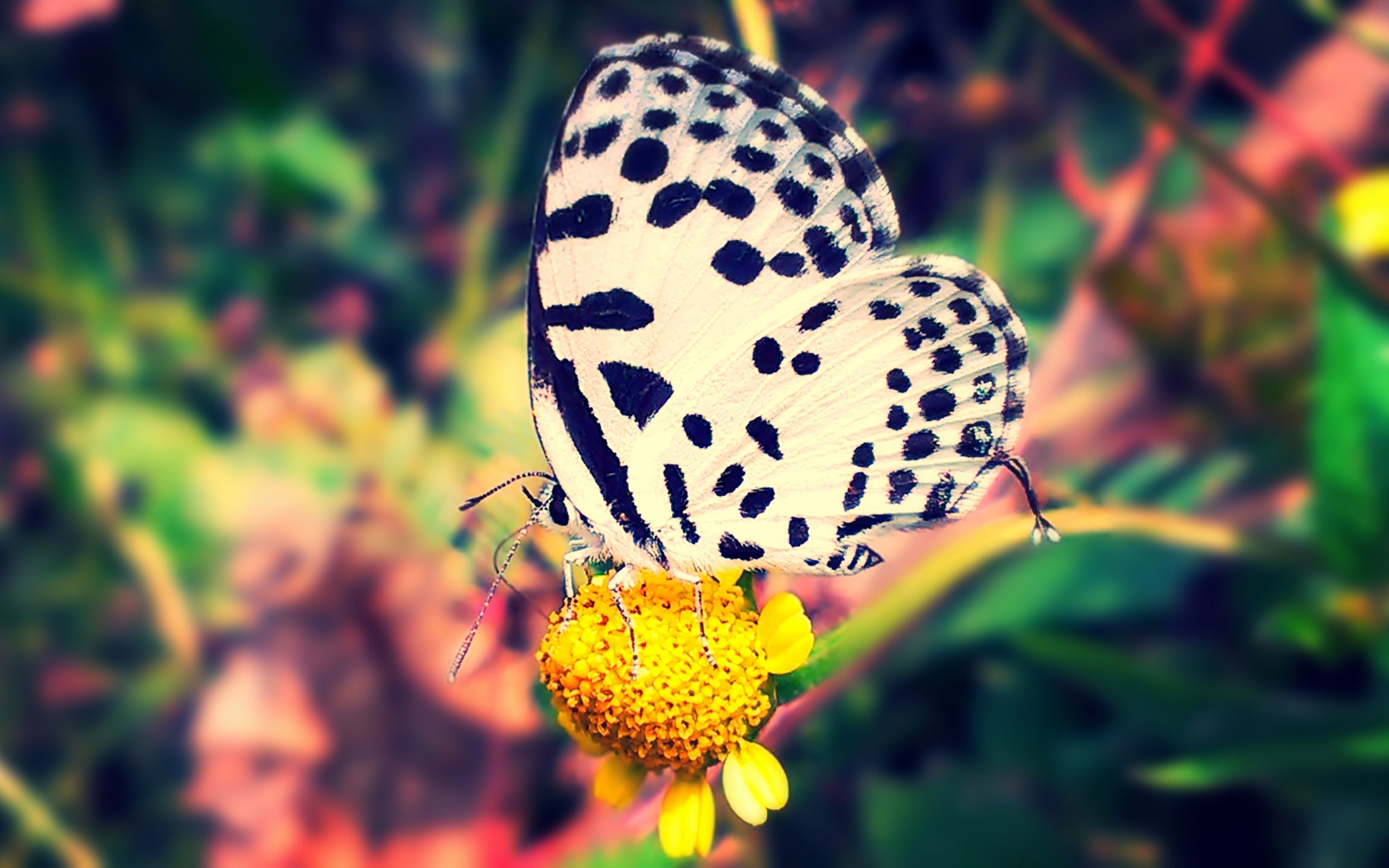 Butterfly on the yellow flower Wallpaper