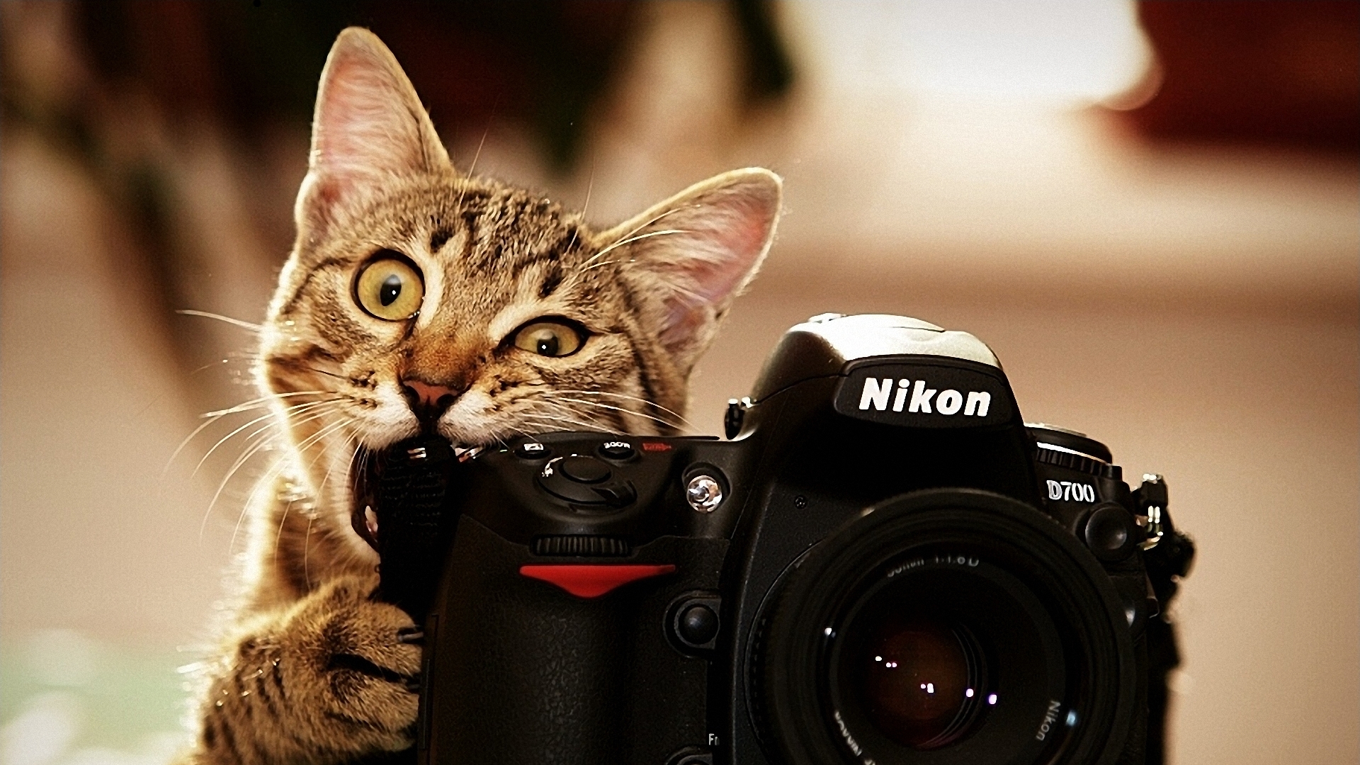 Cats bite camera Wallpaper