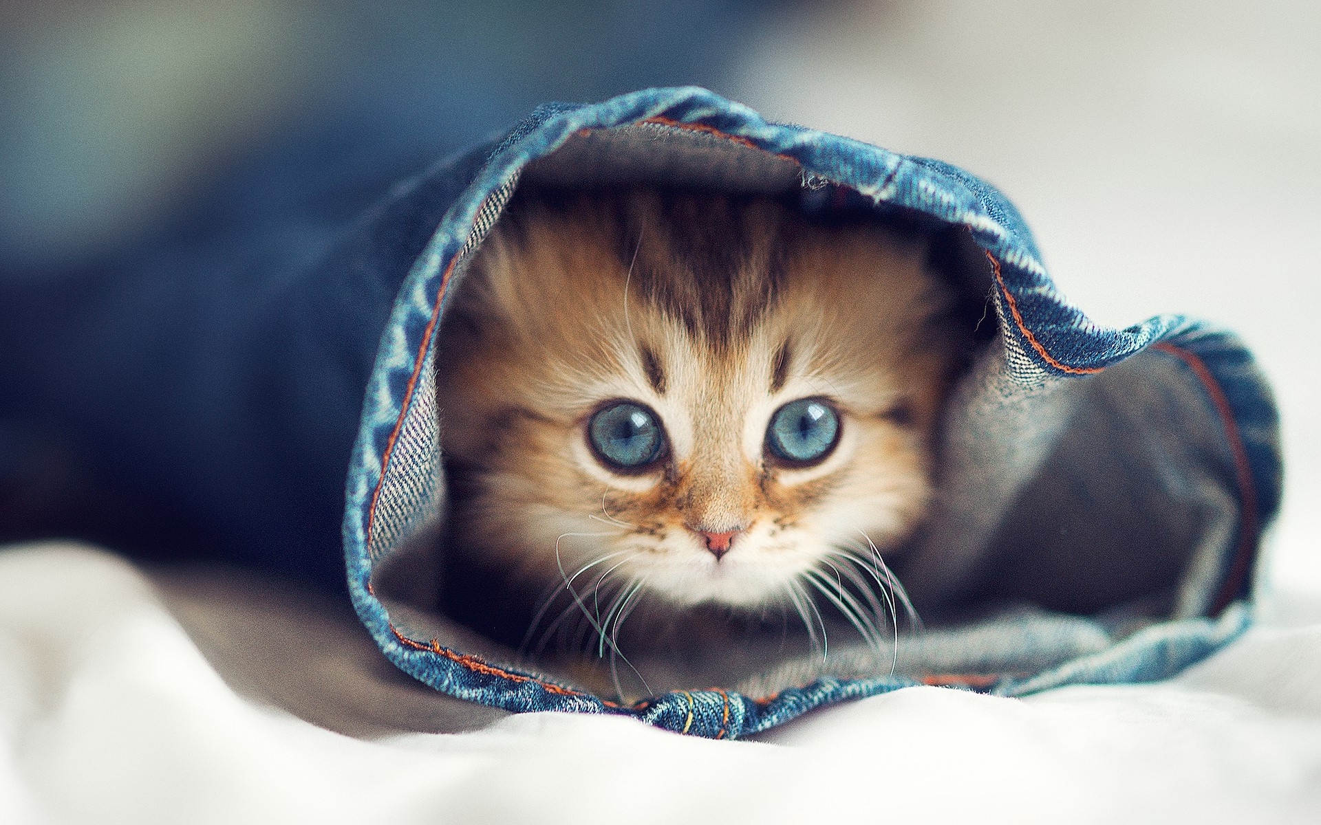 Cats in Jeans Wallpaper
