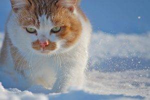 Cats Walking Snow