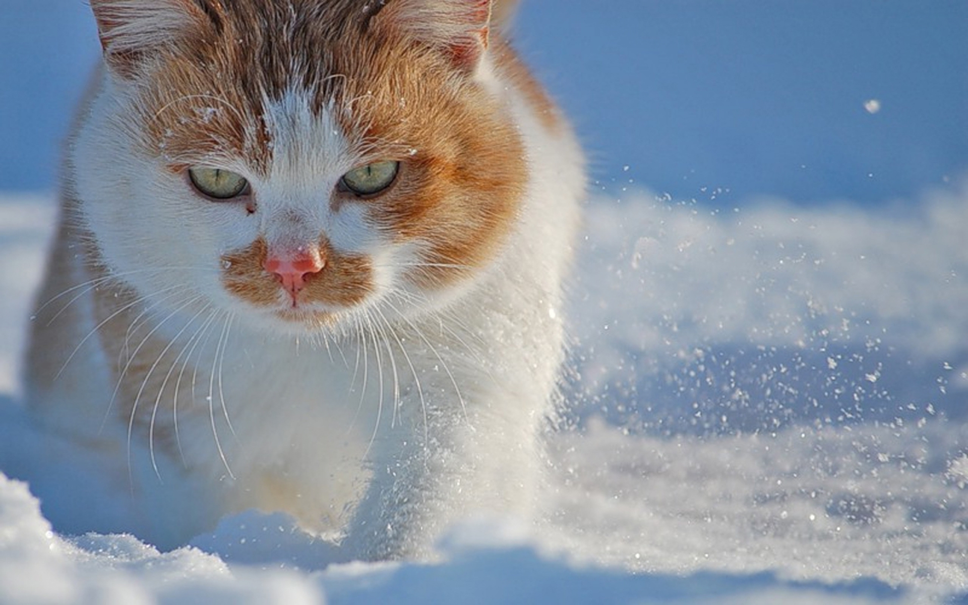 Cats Walking Snow Wallpaper