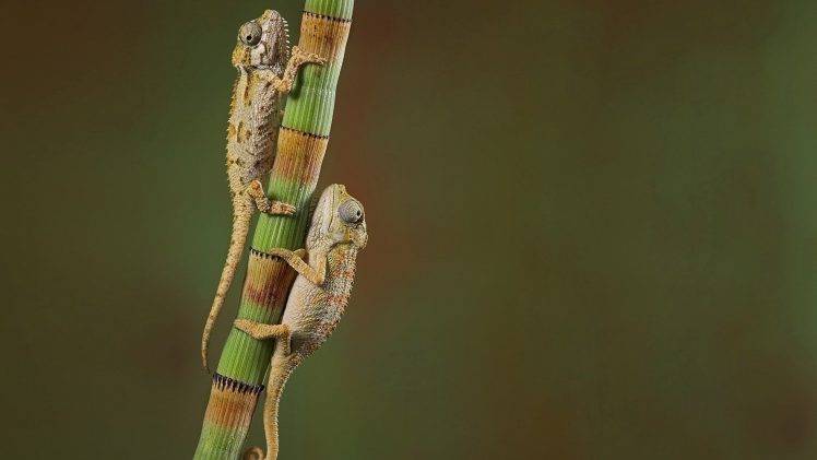 chameleons and lizards HD Wallpaper Desktop Background