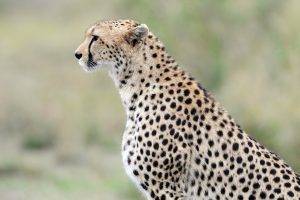 Cheetah Blur Background