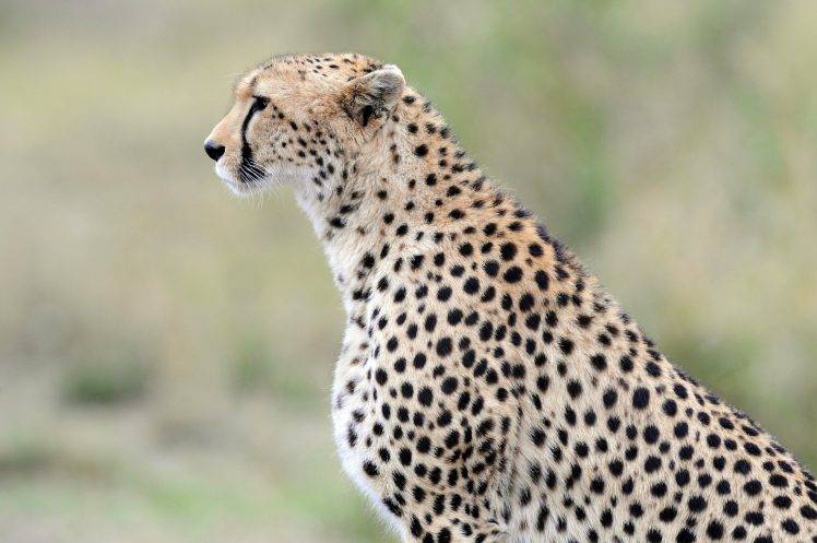 Cheetah Blur Background HD Wallpaper Desktop Background