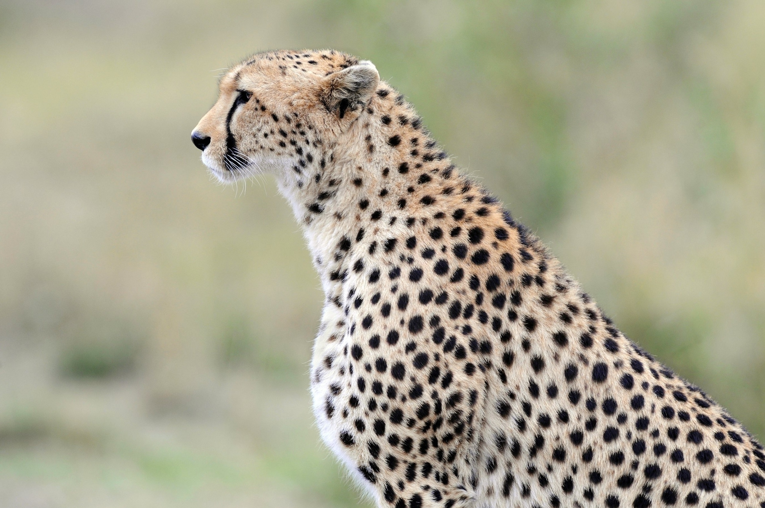 Cheetah Blur Background Wallpaper