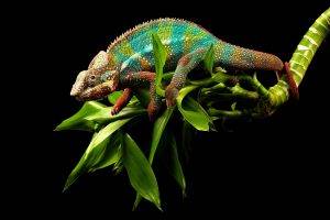 Colorful Chameleon Lizard