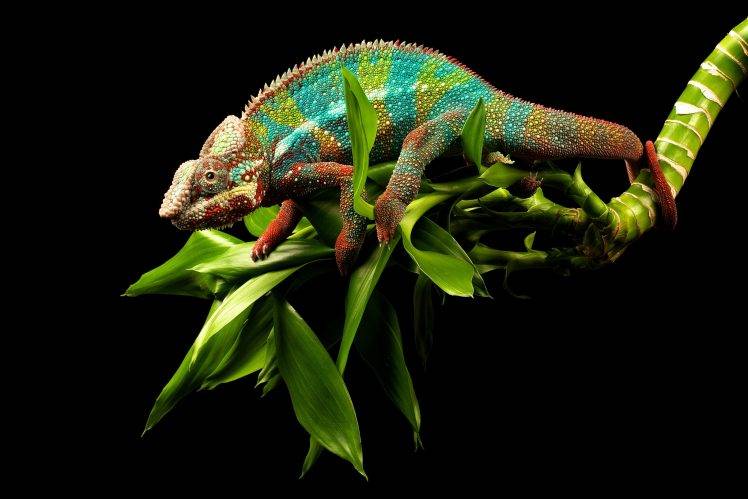 Colorful Chameleon Lizard HD Wallpaper Desktop Background