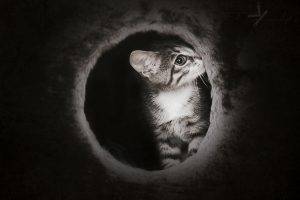 Cute dark kitten