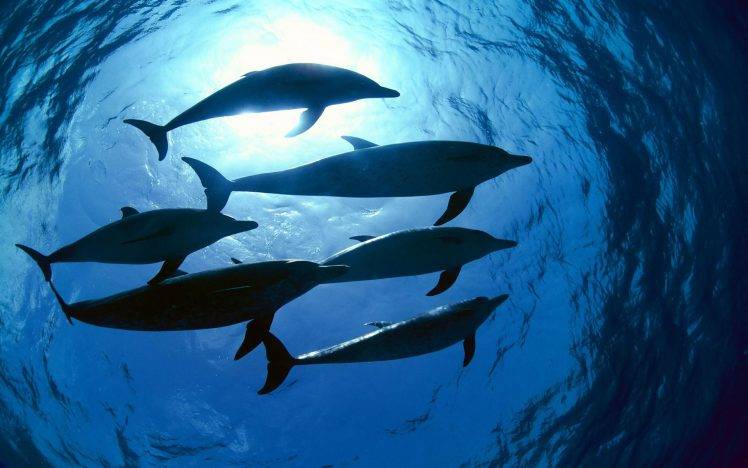 Dolphins in underwater photography HD Wallpaper Desktop Background