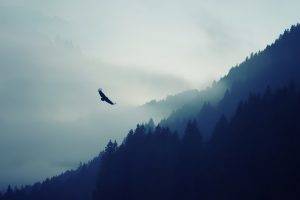 Eagle flying in fog