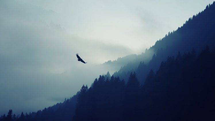 Eagle flying in fog HD Wallpaper Desktop Background