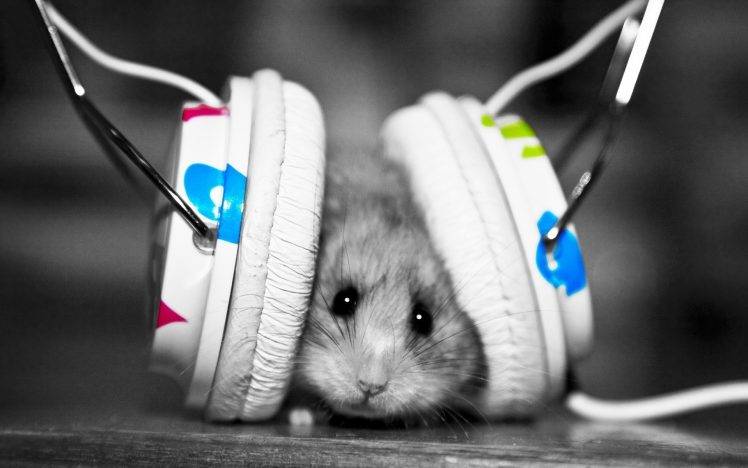 Hamsters Listen Music With Headphones HD Wallpaper Desktop Background