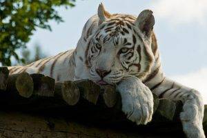 Handsome White Tiger
