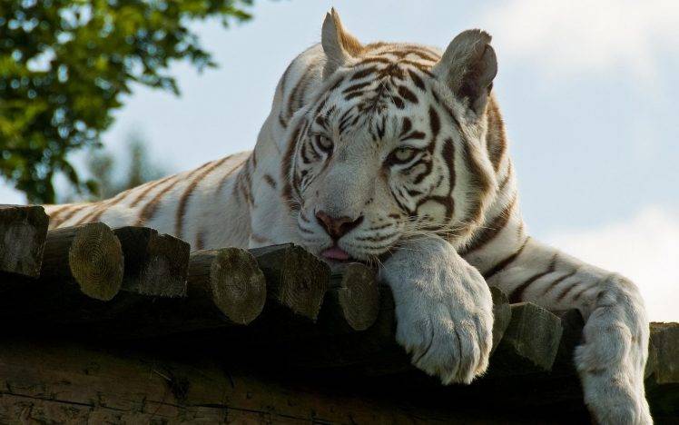 Handsome White Tiger HD Wallpaper Desktop Background