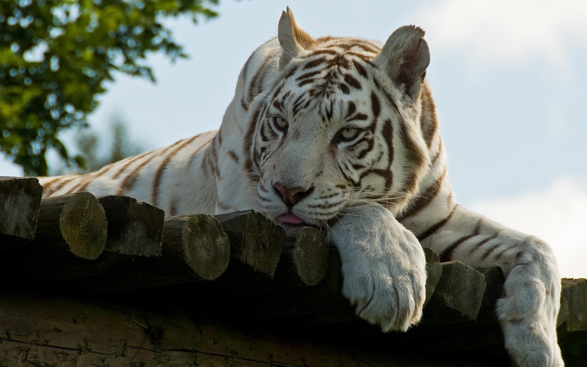 Handsome White Tiger Wallpaper