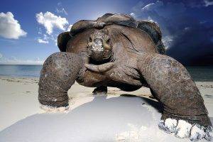 Huge turtle in beach