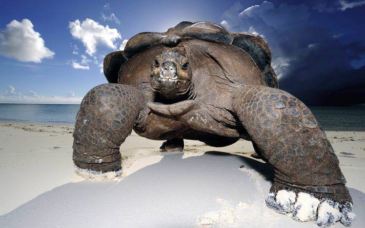 Huge turtle in beach HD Wallpaper Desktop Background