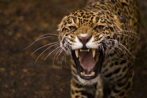 Jaguar showing teeth