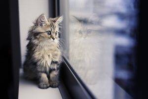 Kitten looking window