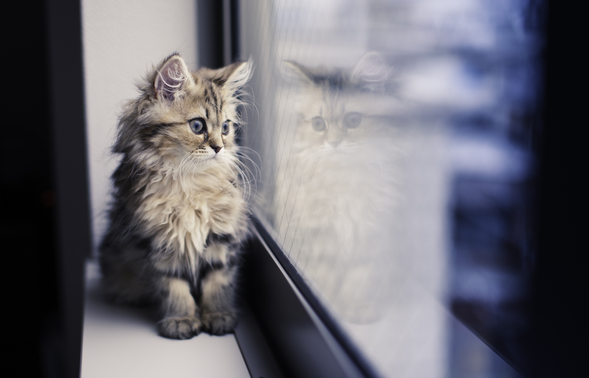 Kitten looking window Wallpaper