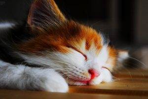 Kitten Sleeping