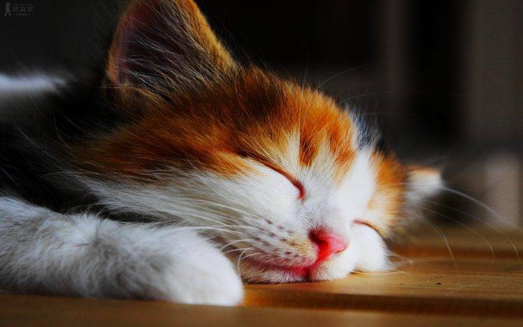 Kitten Sleeping HD Wallpaper Desktop Background