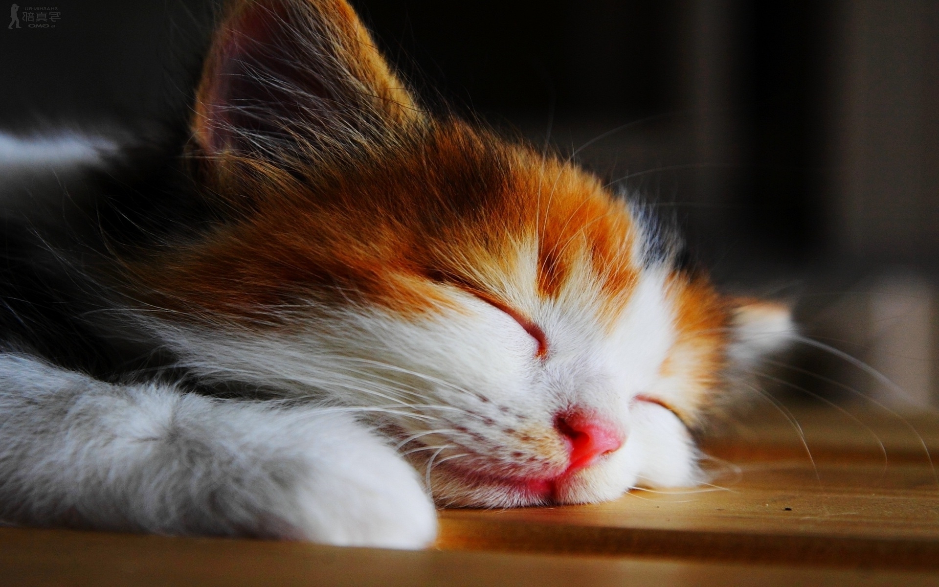 Kitten Sleeping Wallpaper