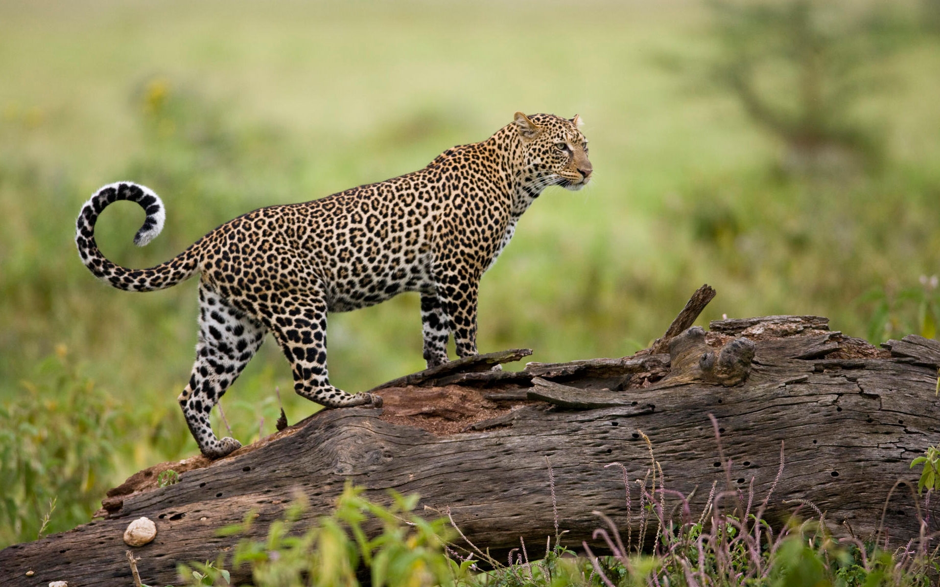 Leopard from Kenya Wallpaper