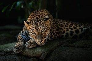 Leopard predator face