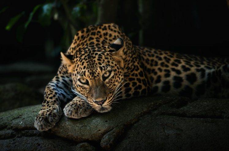 Leopard predator face HD Wallpaper Desktop Background