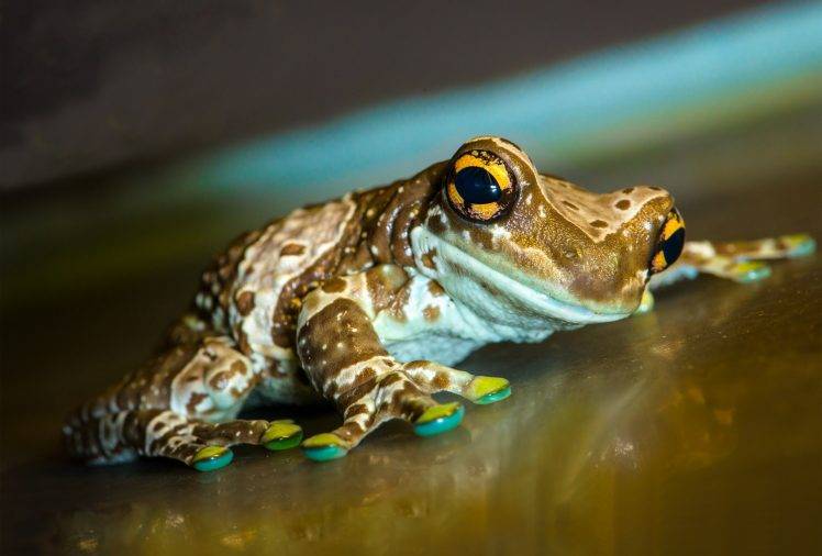 Macro Frog Face HD Wallpaper Desktop Background
